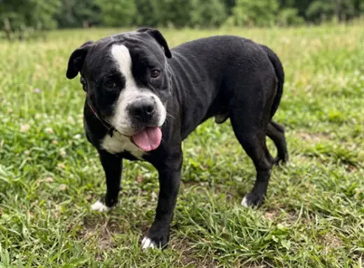 FRANKLIN