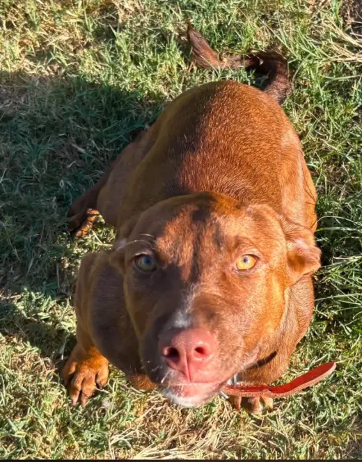 Cinnamon