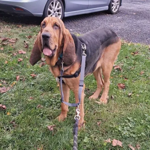 Copper