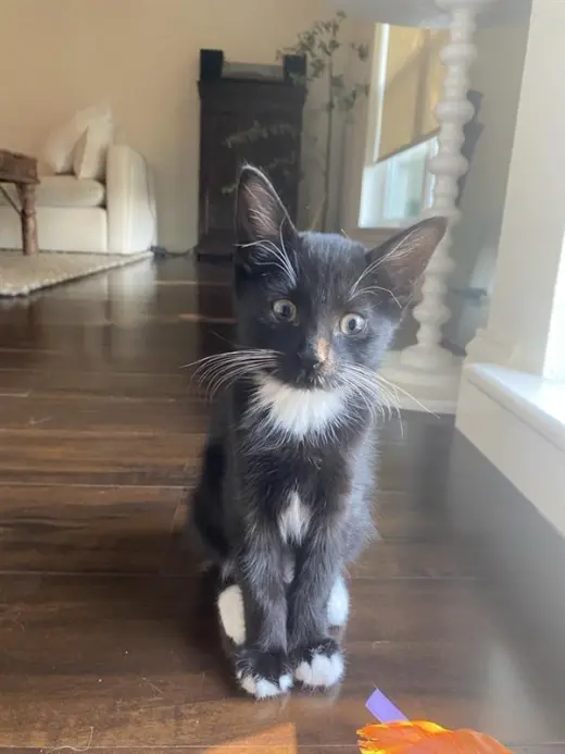 Opie