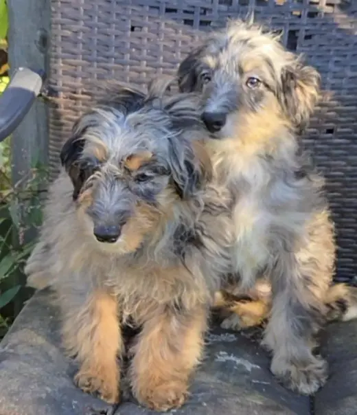 MORTI & MONTI mini Aussiepoo
