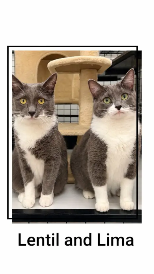 Lentil & Lima