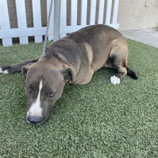 BRUTUS