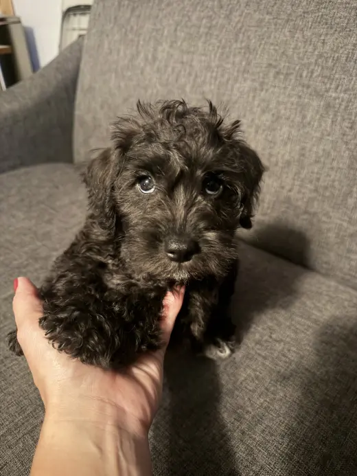 Frodo