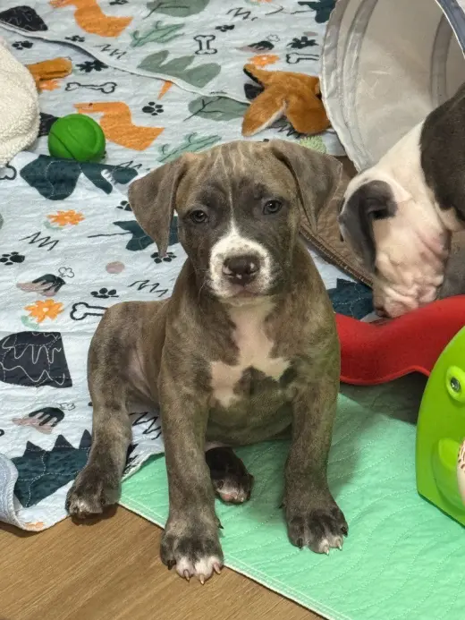 Freddy Kruger