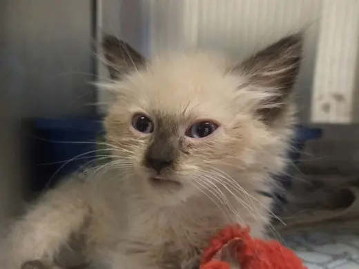 KITTEN 3