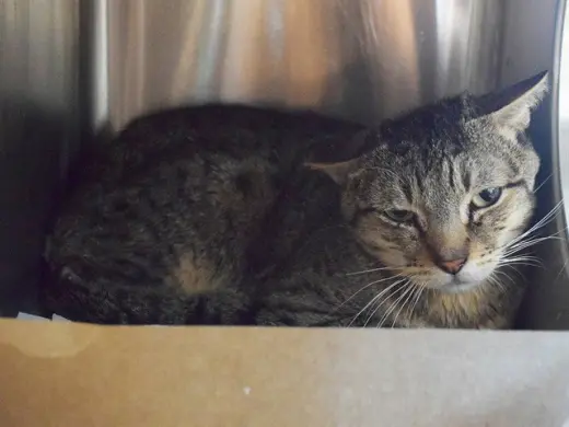 *STEELE (BARN CAT)