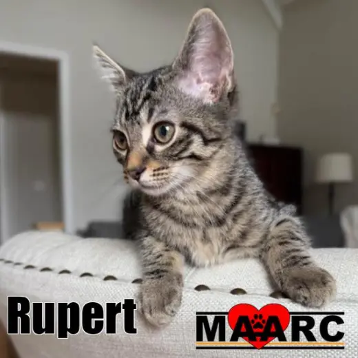 Rupert
