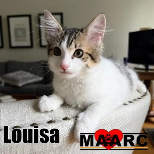 Louisa