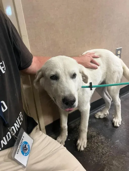 Found stray: Drake