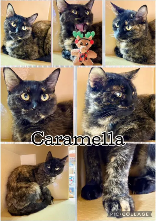 CARAMELLA