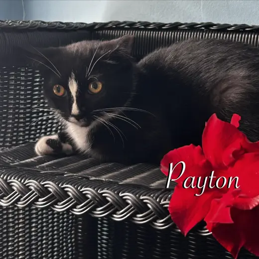 Payton