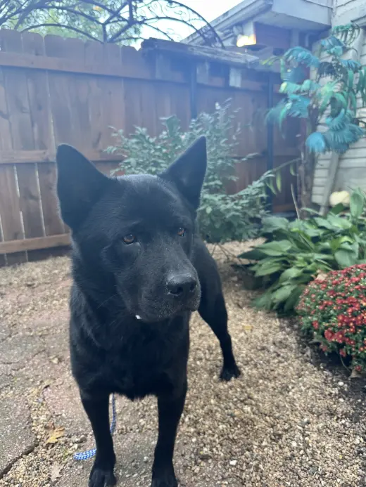 Ranger