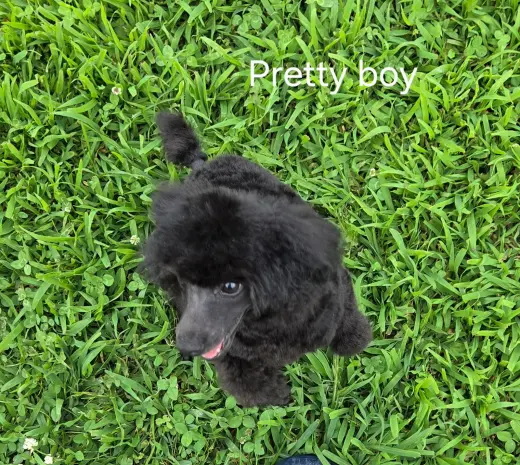 Pretty Boy PENDING