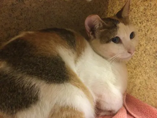 FIONA