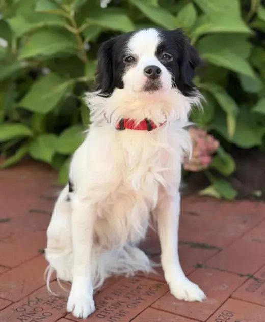 HUGO