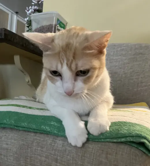 Senior Declawed Companon