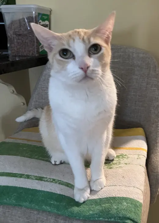 Declawed Senior Loverboy