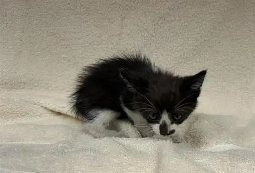 CLEOCATRA