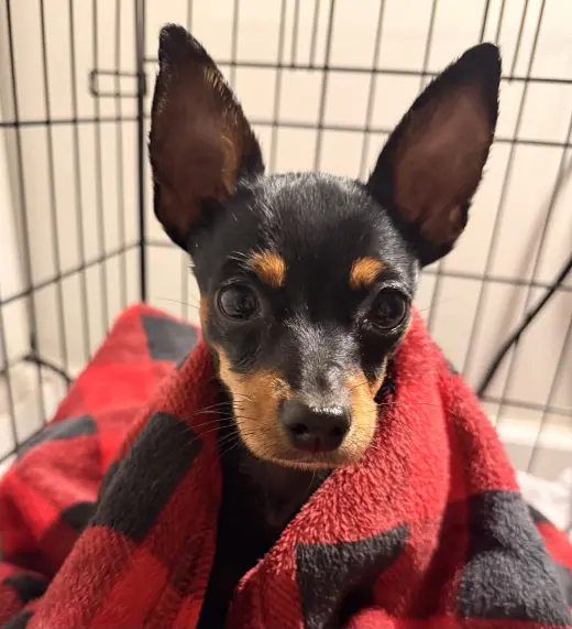 Gizmo aka Tiko (in foster)