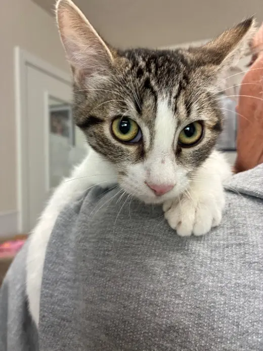 Kitten - Wheezy