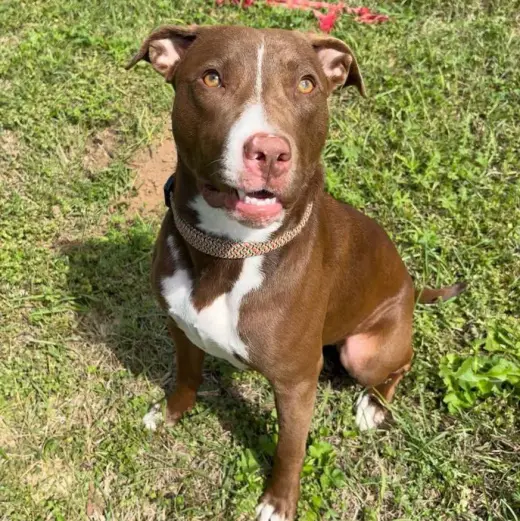 Isabella