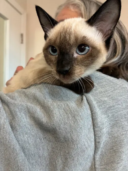 Kitten - Sayaka