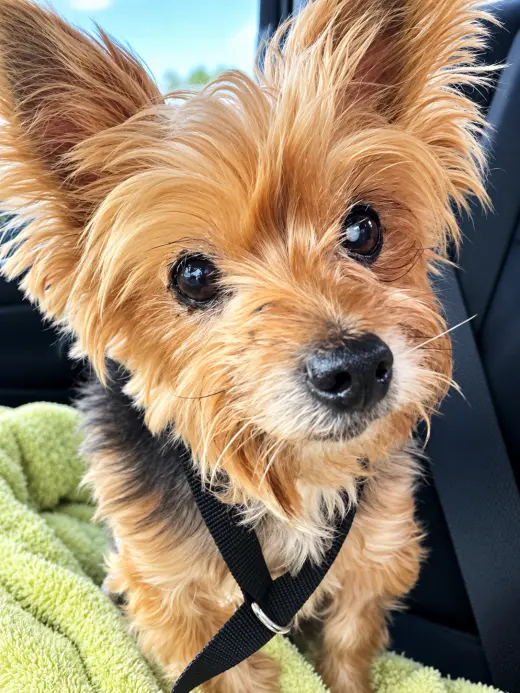 Chloe