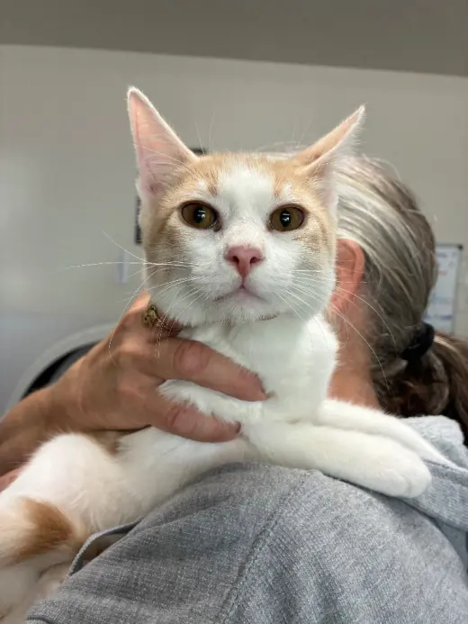 Kitten - Sawyer