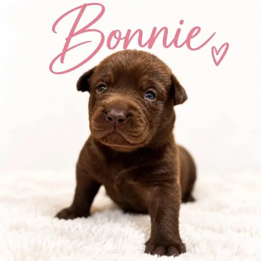 Bonnie