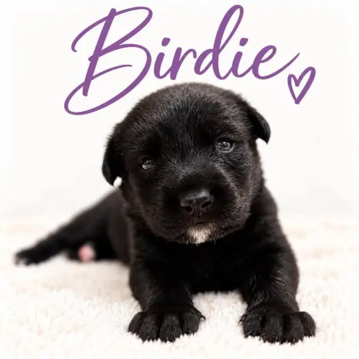 Birdie