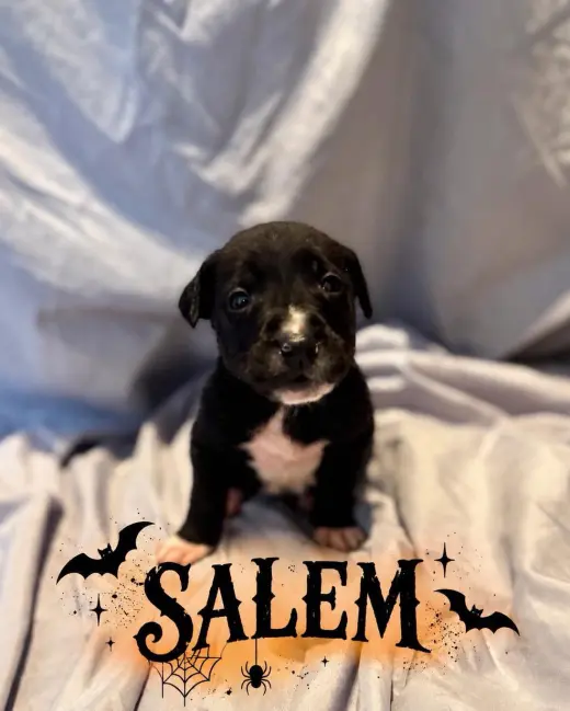 Salem
