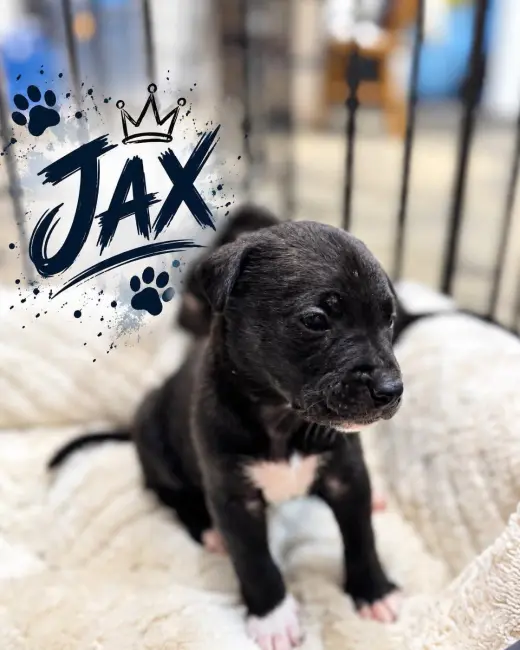 Jax
