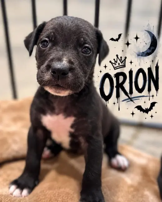Orion