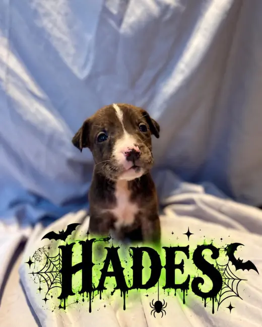 Hades