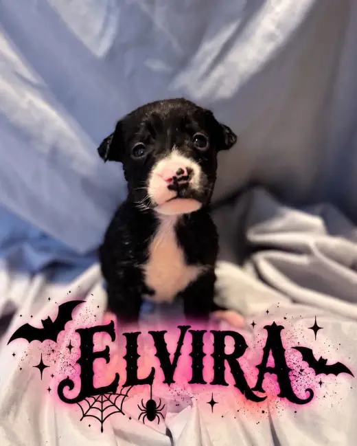 Elvira