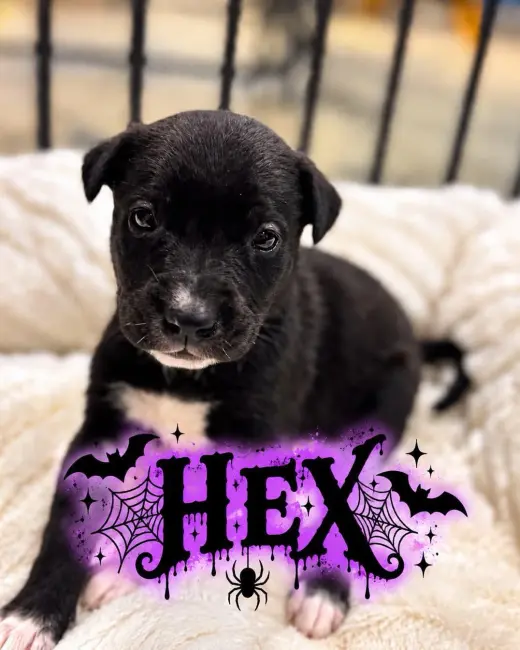Hex