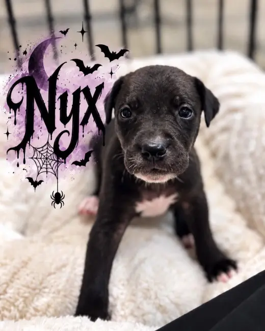 Nyx