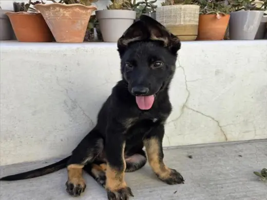 NICO