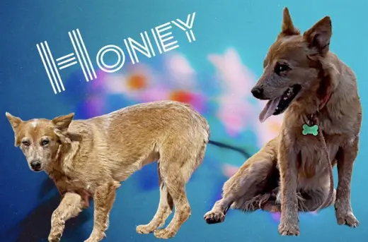 HONEY