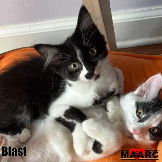 Blast
