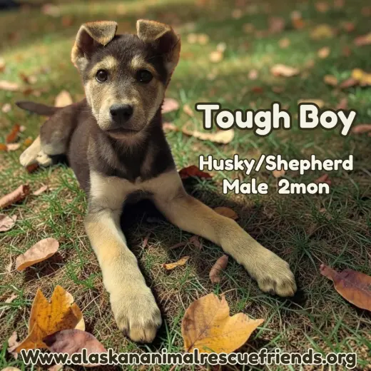Tough Boy