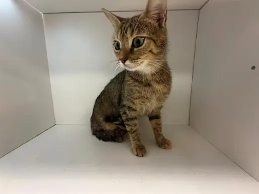 NALA
