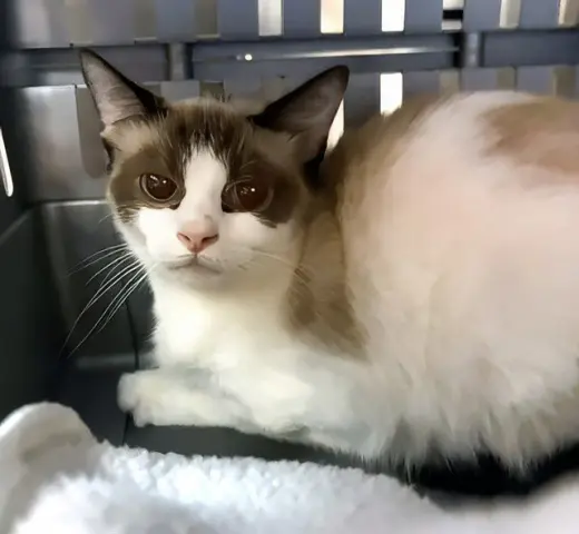 SHYLA