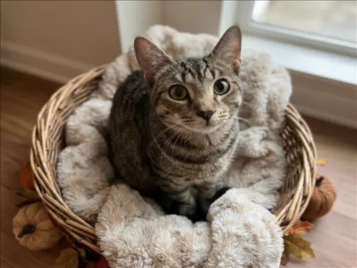 WILBUR