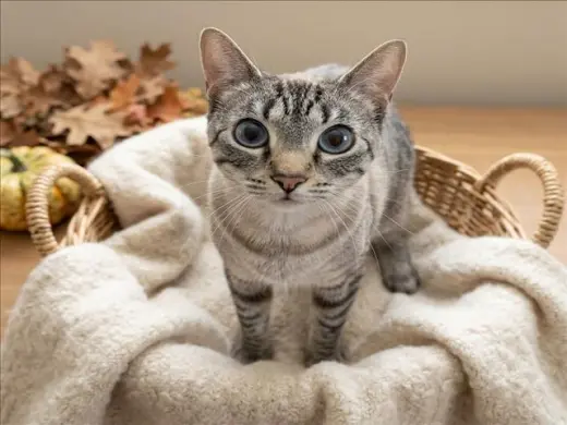COCOA