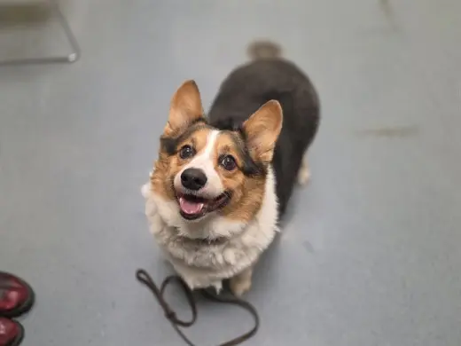 TOBY