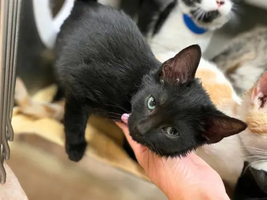 BISCUIT