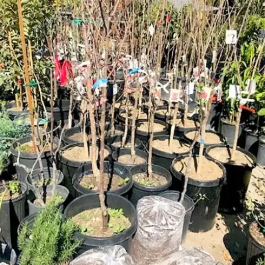 Nueva Esperanza Nursery