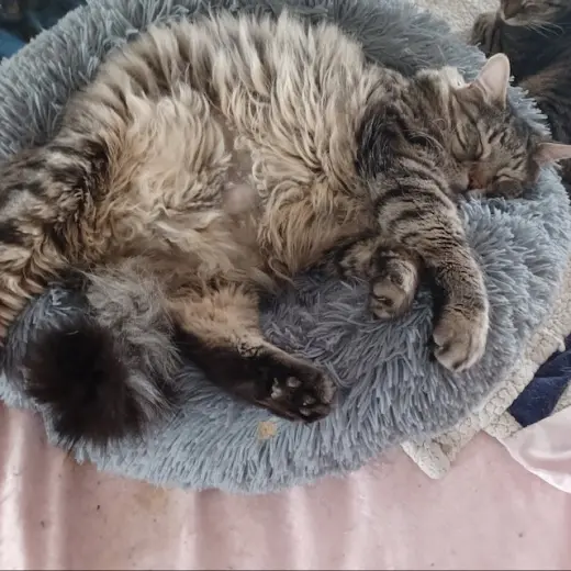 Leo